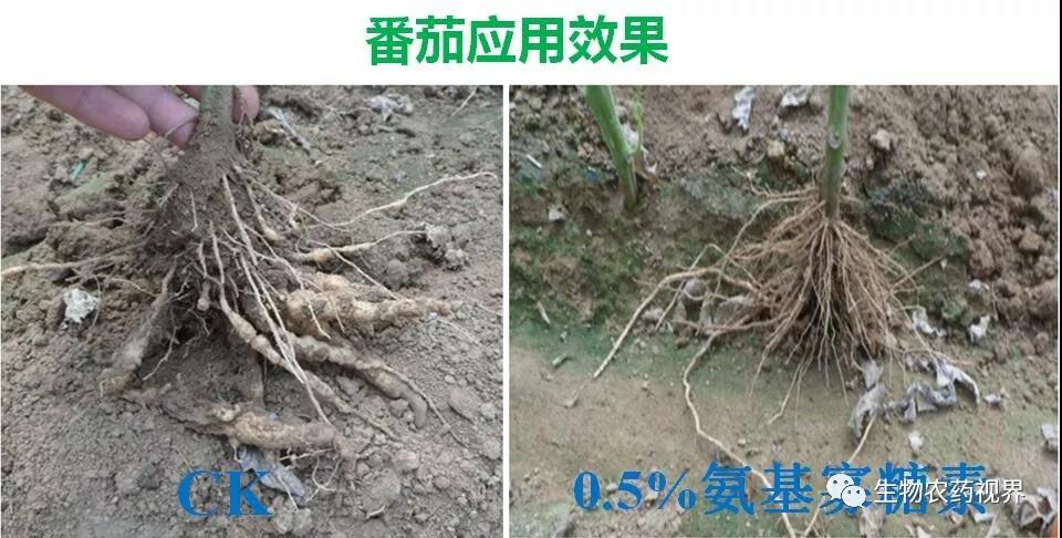 氨基寡糖素 - 植物的免疫衛(wèi)士，根結(jié)線蟲的克星